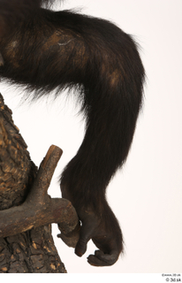  Chimpanzee Bonobo leg 0001.jpg